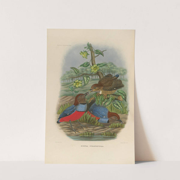 A monograph of the Pittidæ, or family of ant-thrushes Pl.30 by Daniel Giraud Elliot