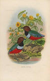 A monograph of the Pittidæ, or family of ant-thrushes Pl.35