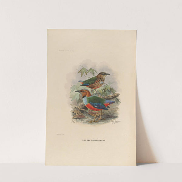 A monograph of the Pittidæ, or family of ant-thrushes Pl.37 by Daniel Giraud Elliot