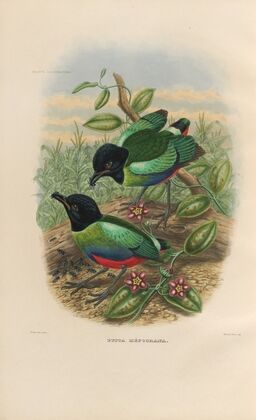 A monograph of the Pittidæ, or family of ant-thrushes Pl.42