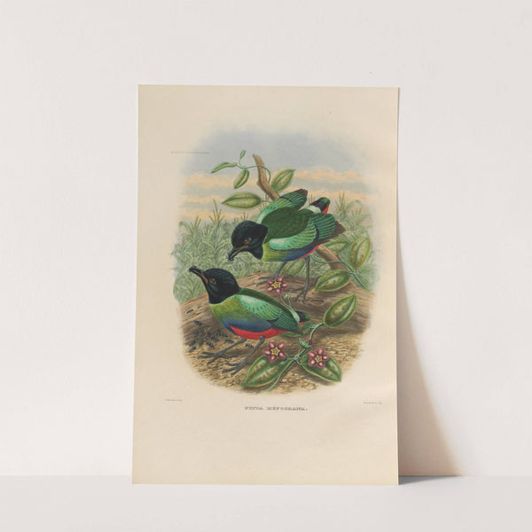 A monograph of the Pittidæ, or family of ant-thrushes Pl.42 by Daniel Giraud Elliot