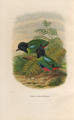 A monograph of the Pittidæ, or family of ant-thrushes Pl.43