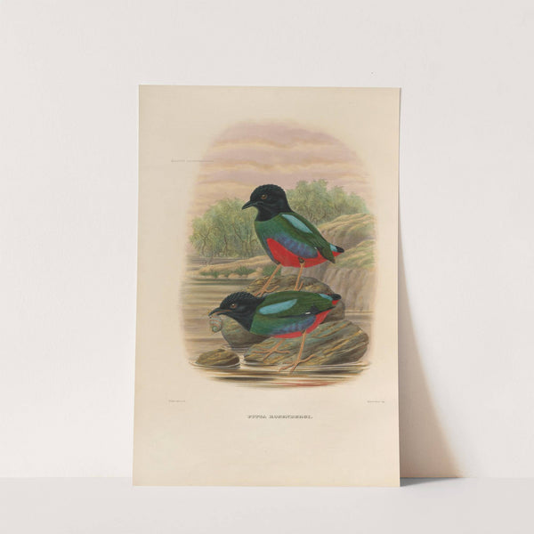 A monograph of the Pittidæ, or family of ant-thrushes Pl.44 by Daniel Giraud Elliot