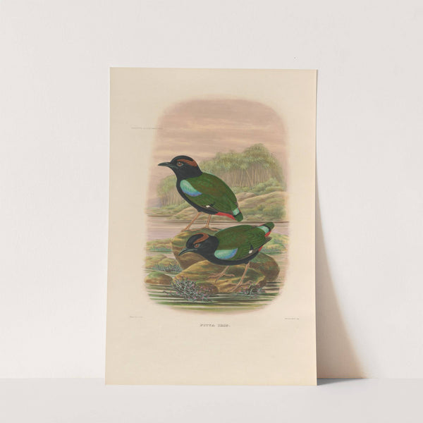 A monograph of the Pittidæ, or family of ant-thrushes Pl.45 by Daniel Giraud Elliot