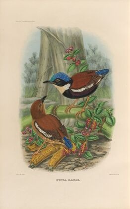 A monograph of the Pittidæ, or family of ant-thrushes Pl.46