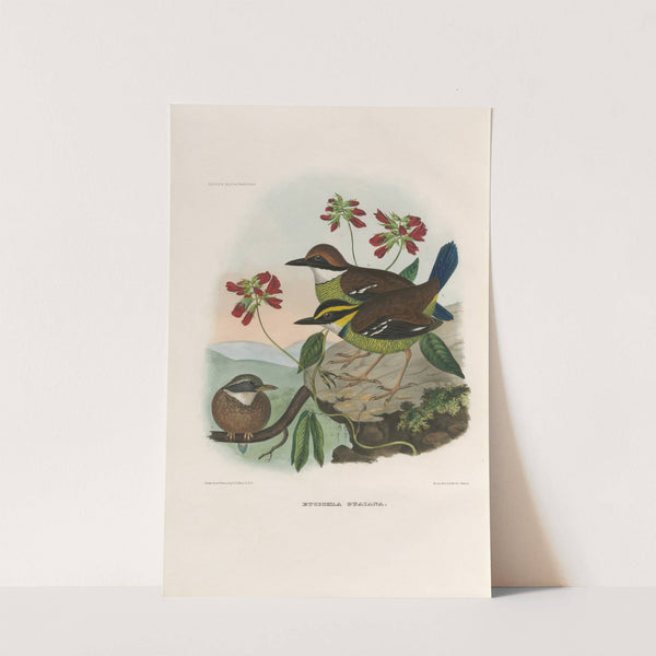 A monograph of the Pittidæ, or family of ant-thrushes Pl.47 by Daniel Giraud Elliot