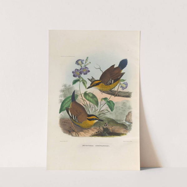 A monograph of the Pittidæ, or family of ant-thrushes Pl.49 by Daniel Giraud Elliot