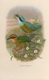 A monograph of the Pittidæ, or family of ant-thrushes Pl.50