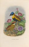 A monograph of the Pittidæ, or family of ant-thrushes Pl.51