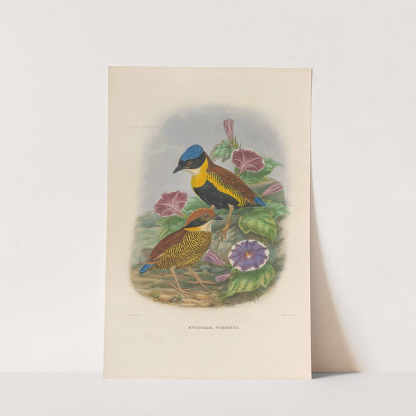 A monograph of the Pittidæ, or family of ant-thrushes Pl.51 by Daniel Giraud Elliot