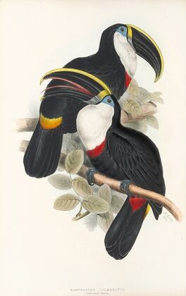 A monograph of the Ramphastidae, or family of toucans Pl.01