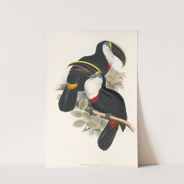 A monograph of the Ramphastidae, or family of toucans Pl.01 by John Gould