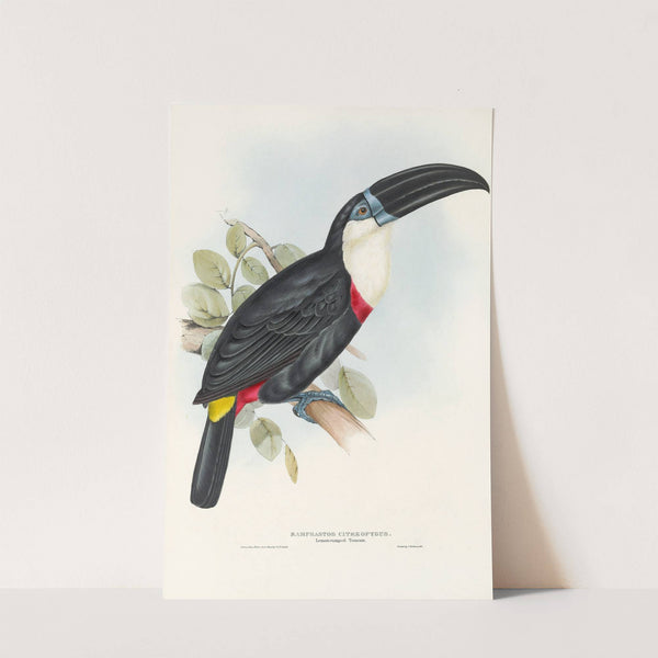 A monograph of the Ramphastidae, or family of toucans Pl.04 by John Gould