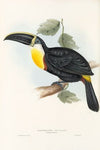 A monograph of the Ramphastidae, or family of toucans Pl.05