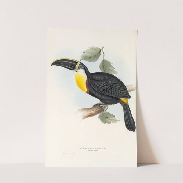 A monograph of the Ramphastidae, or family of toucans Pl.05 by John Gould