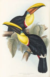 A monograph of the Ramphastidae, or family of toucans Pl.08