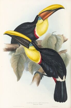 A monograph of the Ramphastidae, or family of toucans Pl.08