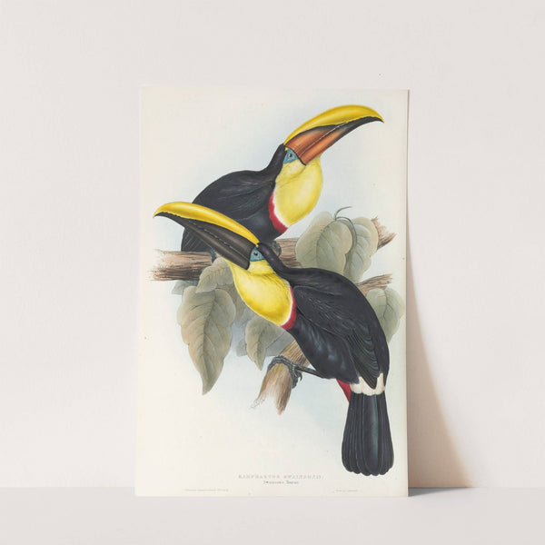 A monograph of the Ramphastidae, or family of toucans Pl.08 by John Gould