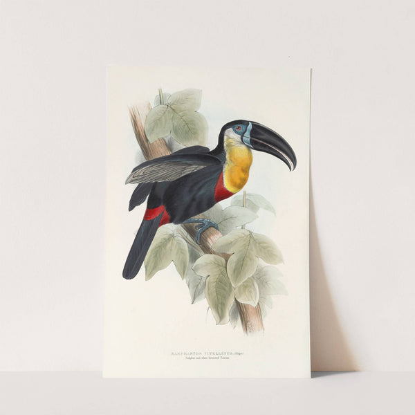 A monograph of the Ramphastidae, or family of toucans Pl.09 by John Gould