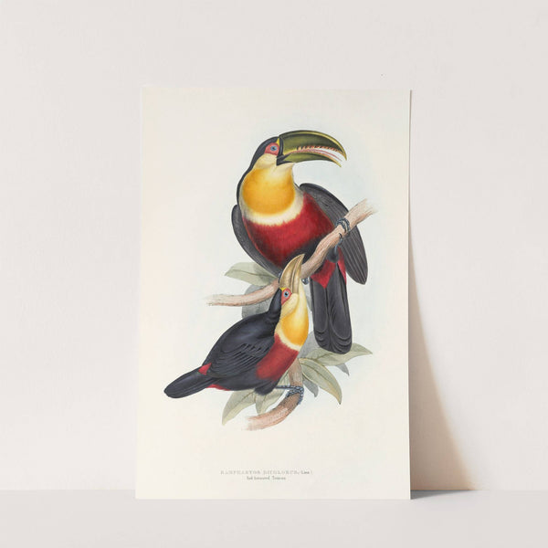 A monograph of the Ramphastidae, or family of toucans Pl.11 by John Gould