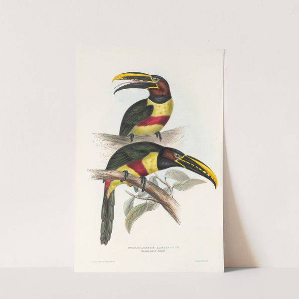 A monograph of the Ramphastidae, or family of toucans Pl.13 by John Gould