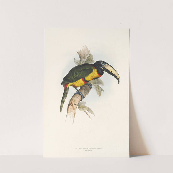 A monograph of the Ramphastidae, or family of toucans Pl.14 by John Gould