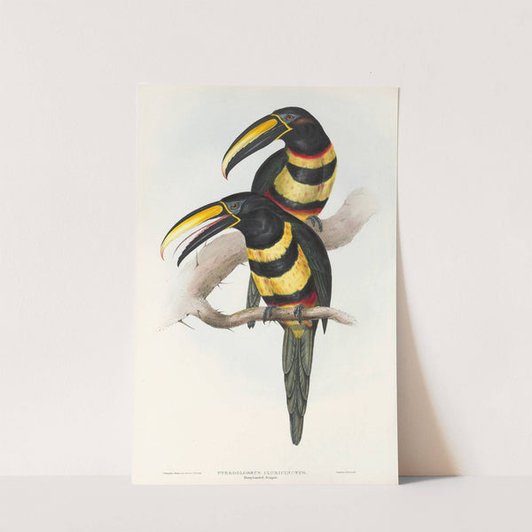 A monograph of the Ramphastidae, or family of toucans Pl.15 by John Gould