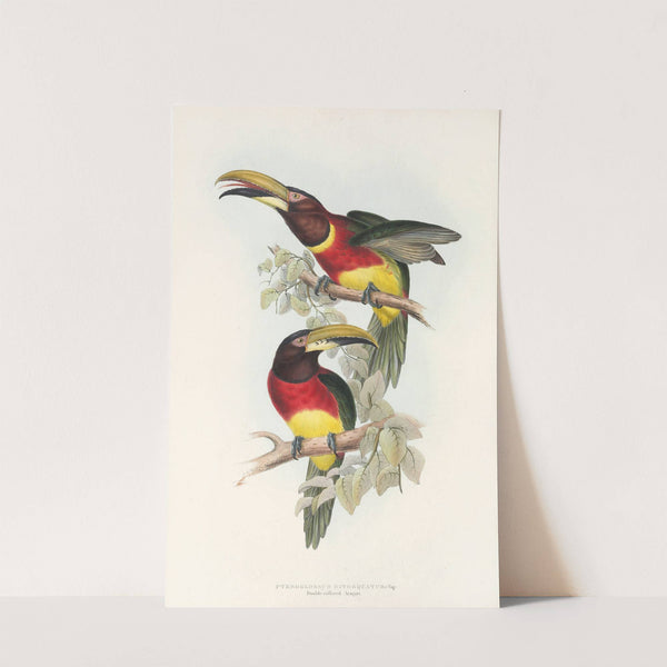 A monograph of the Ramphastidae, or family of toucans Pl.16 by John Gould