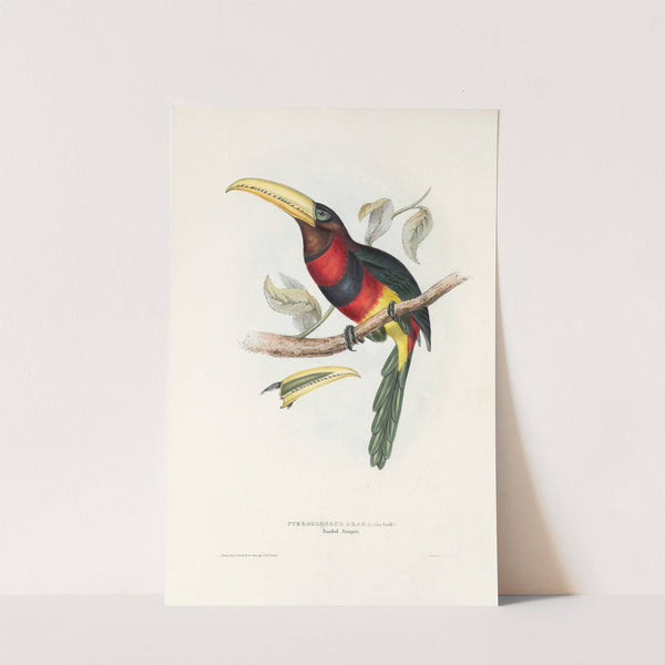 A monograph of the Ramphastidae, or family of toucans Pl.17 by John Gould