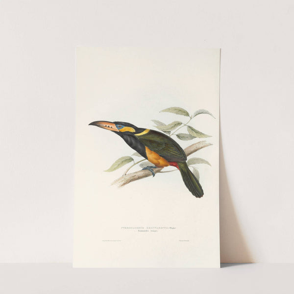 A monograph of the Ramphastidae, or family of toucans Pl.23 (1833) by John Gould