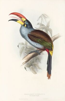 A monograph of the Ramphastidae, or family of toucans Pl.27 — size preview