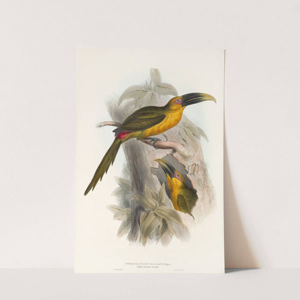 A monograph of the Ramphastidae, or family of toucans Pl.28 (1833) by John Gould