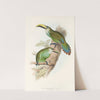 A monograph of the Ramphastidae, or family of toucans Pl.29 (1833) by John Gould