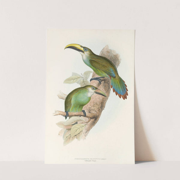 A monograph of the Ramphastidae, or family of toucans Pl.29 (1833) by John Gould