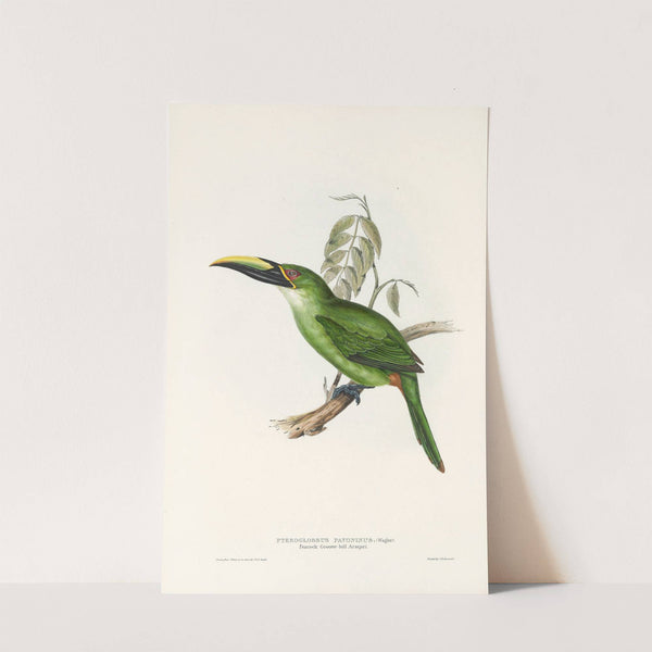 A monograph of the Ramphastidae, or family of toucans Pl.30 (1833) by John Gould