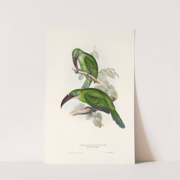 A monograph of the Ramphastidae, or family of toucans Pl.31 (1833) by John Gould