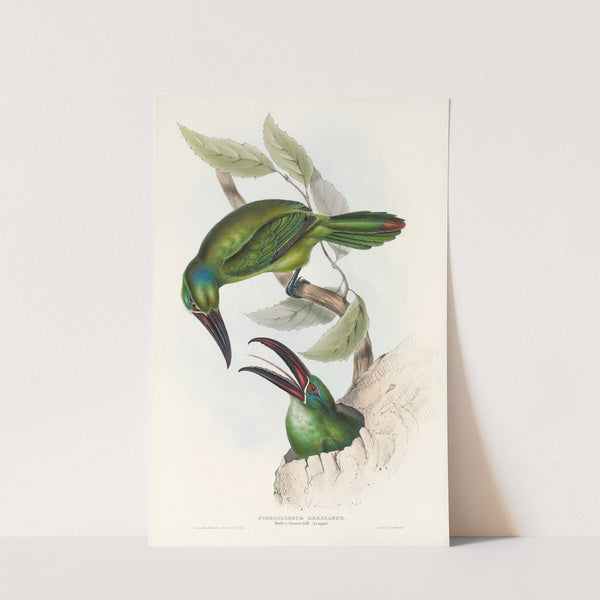 A monograph of the Ramphastidae, or family of toucans Pl.32 (1833) by John Gould