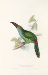 A monograph of the Ramphastidae, or family of toucans Pl.33