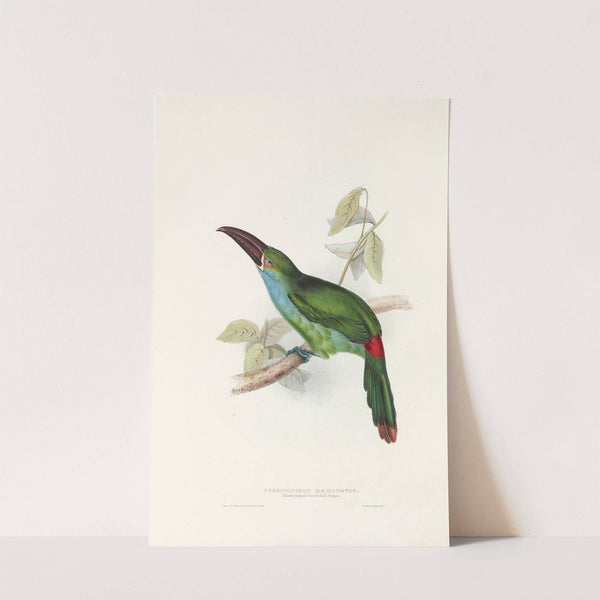 A monograph of the Ramphastidae, or family of toucans Pl.33 (1833) by John Gould