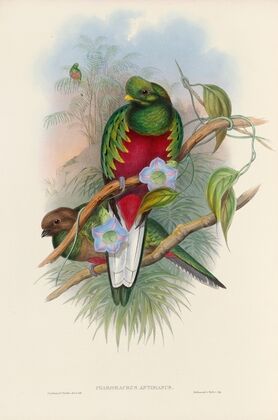 A monograph of the Trogonidae or family of trogons Pl.01