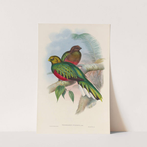 A monograph of the Trogonidae or family of trogons Pl.02 by John Gould