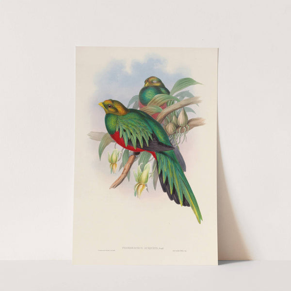 A monograph of the Trogonidae or family of trogons Pl.03 by John Gould