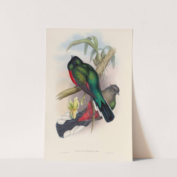 A monograph of the Trogonidae or family of trogons Pl.04 by John Gould