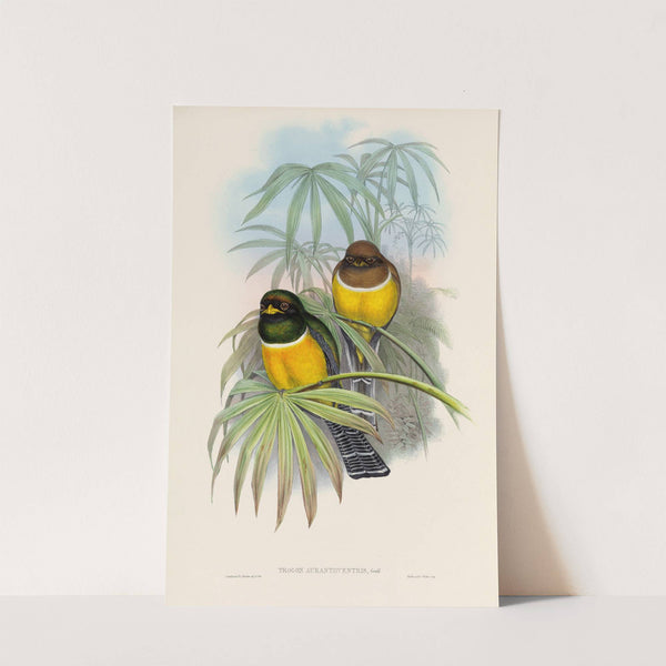 A monograph of the Trogonidae or family of trogons Pl.06 by John Gould