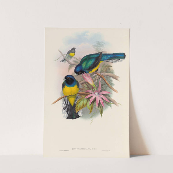 A monograph of the Trogonidae or family of trogons Pl.08 by John Gould