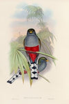 A monograph of the Trogonidae or family of trogons Pl.10