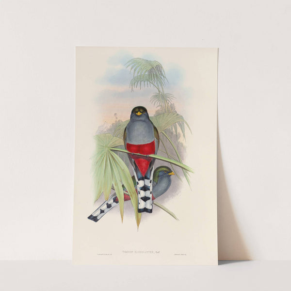 A monograph of the Trogonidae or family of trogons Pl.10 by John Gould