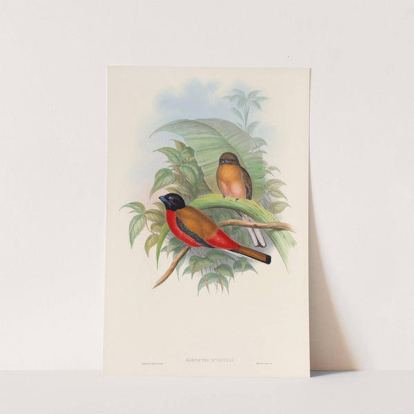 A monograph of the Trogonidae or family of trogons Pl.12 by John Gould