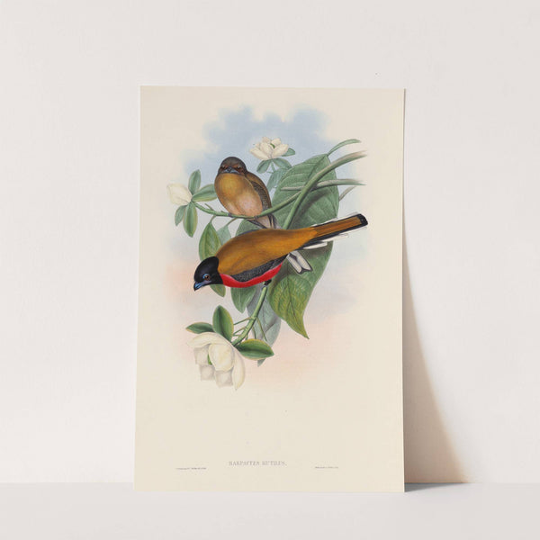 A monograph of the Trogonidae or family of trogons Pl.13 by John Gould