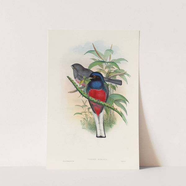 A monograph of the Trogonidae or family of trogons Pl.17 by John Gould